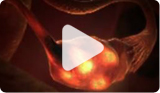 Watch video on Female Reproduction